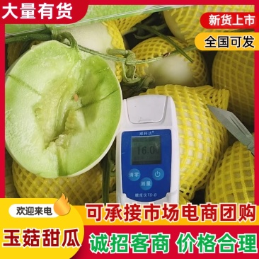 山东单县万亩玉菇甜瓜火爆销售直供全国市场电商一件代发