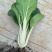 黑叶白青菜/产区直发/货源充足/大量现货/新鲜直发