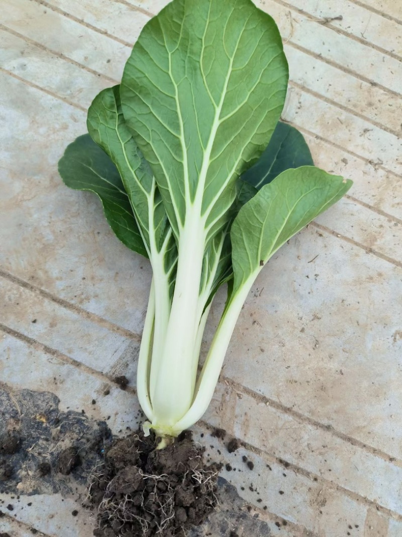 黑叶白青菜/产区直发/货源充足/大量现货/新鲜直发