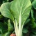黑叶白青菜/产区直发/货源充足/大量现货/新鲜直发
