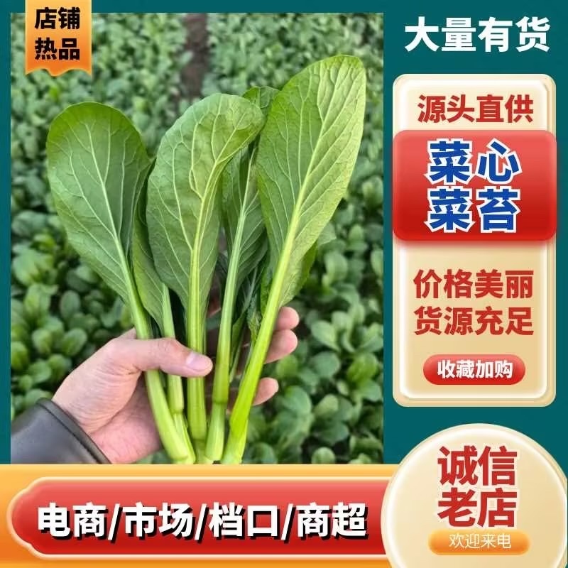 菜心菜苔/产区直发/货源充足/欢迎购买/新鲜发货