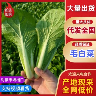 精品快菜产地直发，价格公道