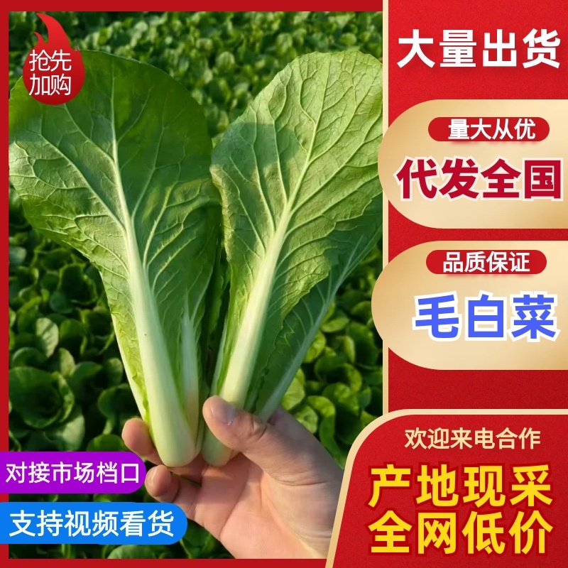精品快菜产地直发，价格公道