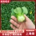 上海青/小青菜/产区直发/货源充足/欢迎采购