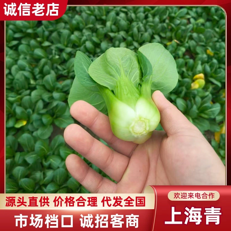 上海青/小青菜/产区直发/货源充足/欢迎采购