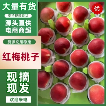 河北红梅桃水蜜桃口感甜品质保证对接全国欢迎咨询