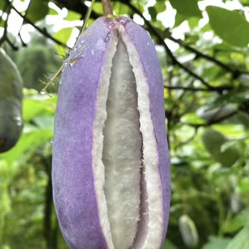八月炸