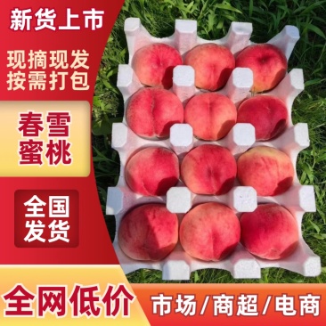 河北唐山春雪水蜜桃品质好口感好对接全国价格电译