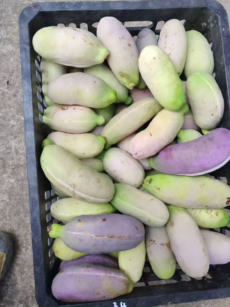 八月炸