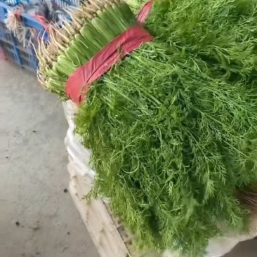 河北邯郸专业代购代销各种精品蔬菜水果。需要的老板联系。