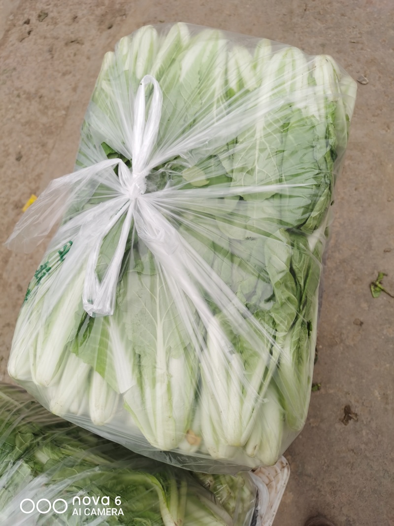 河北邯郸专业代购代销各种精品蔬菜水果。需要的老板联系。