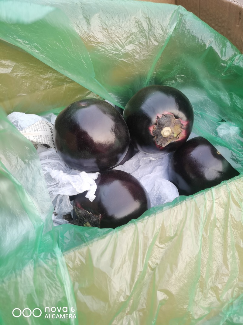 河北邯郸专业代购代销各种精品蔬菜水果。需要的老板联系。