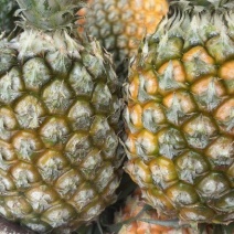 香菠萝