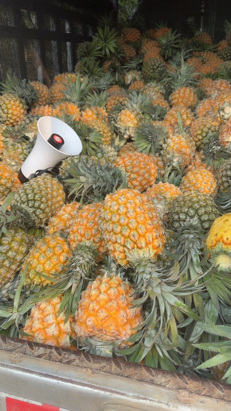 香菠萝