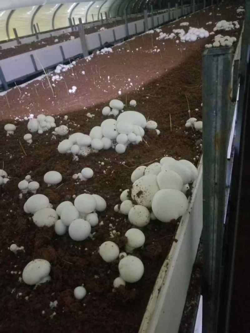 双孢菇大量上市产地直发新鲜采摘诚信经营支持视频看货
