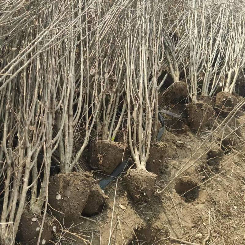苗圃直销丛生木槿，单棵木槿，木槿花量大可优惠