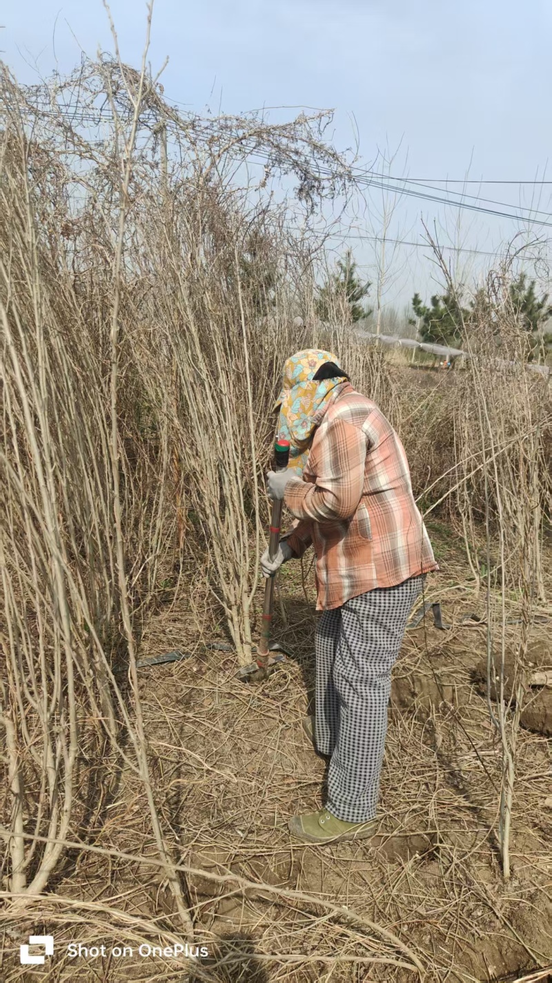 苗圃直销丛生木槿，单棵木槿，木槿花量大可优惠