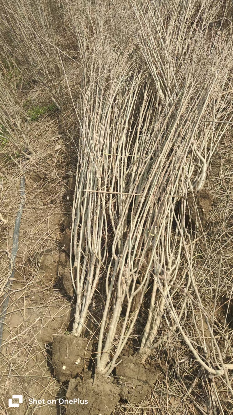 苗圃直销丛生木槿，单棵木槿，木槿花量大可优惠