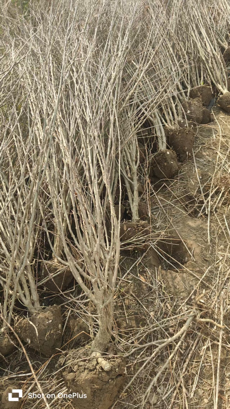 苗圃直销丛生木槿，单棵木槿，木槿花量大可优惠
