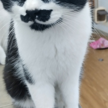 奶牛猫