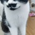 奶牛猫