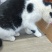 奶牛猫