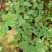 天葵子千年耗子屎