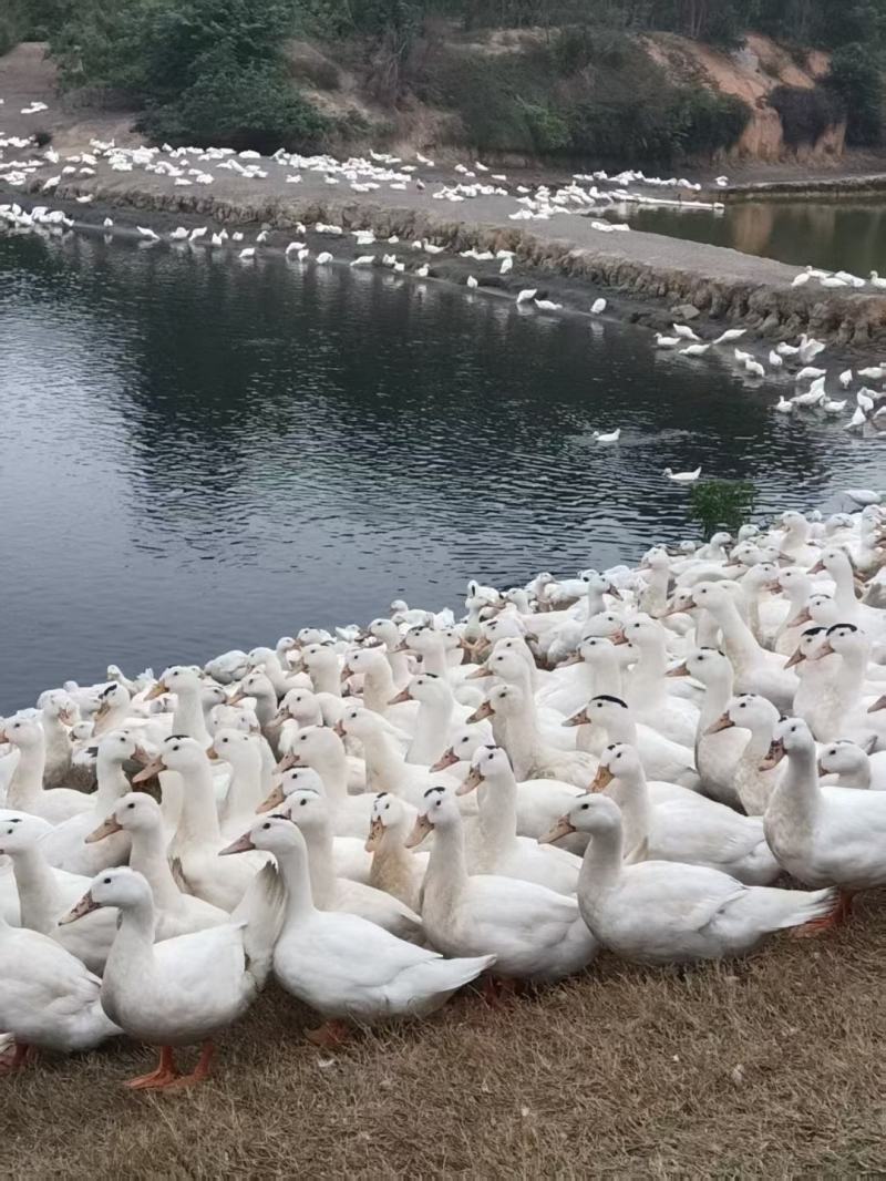出售一点鸭6000只