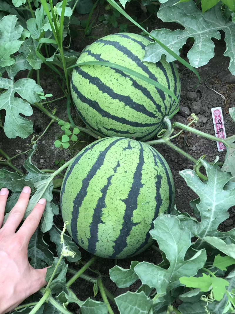 【推荐】西瓜苗8424，美都西瓜苗品种齐全技术指导