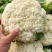 河南白面青梗松花菜新鲜现砍产地直供量大批发代收