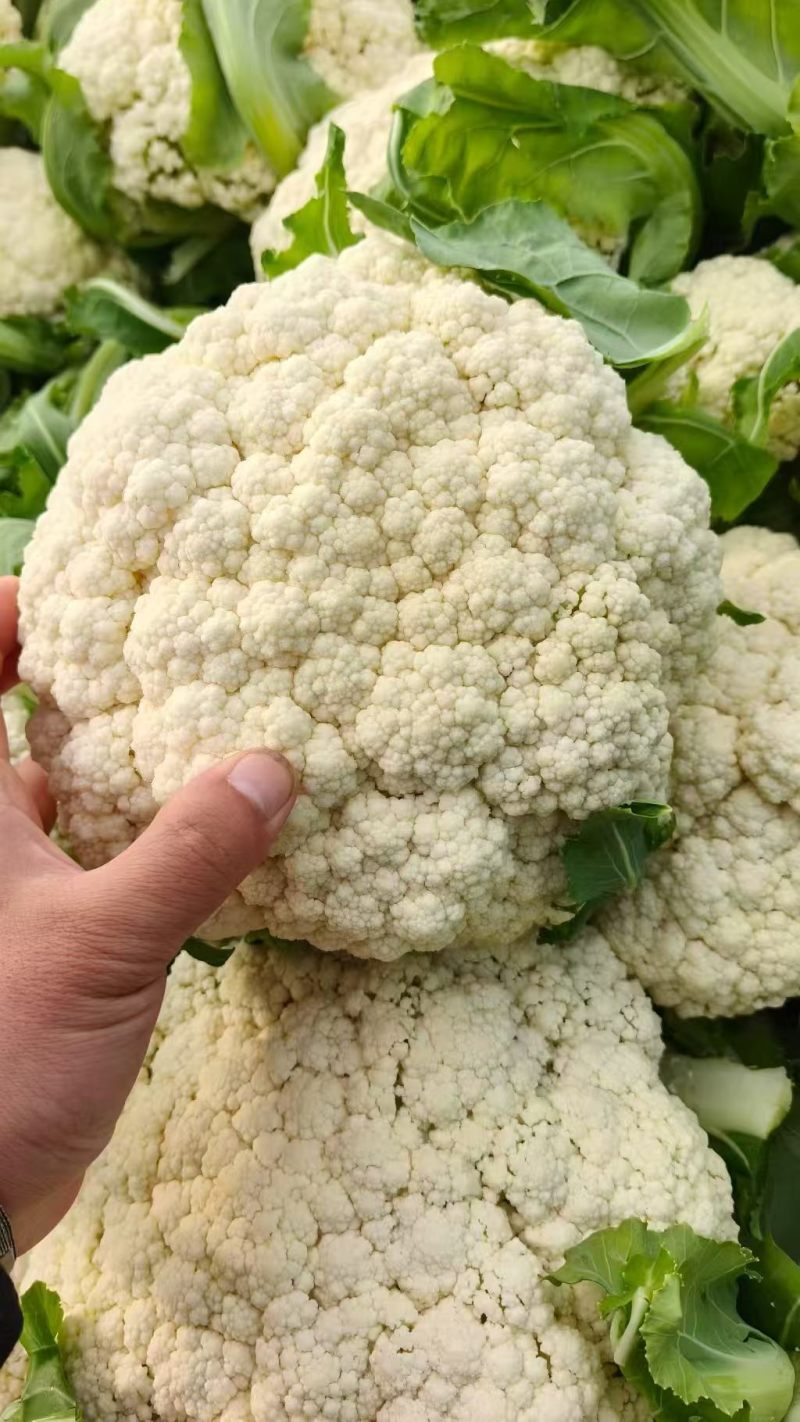 河南白面青梗松花菜新鲜现砍产地直供量大批发代收