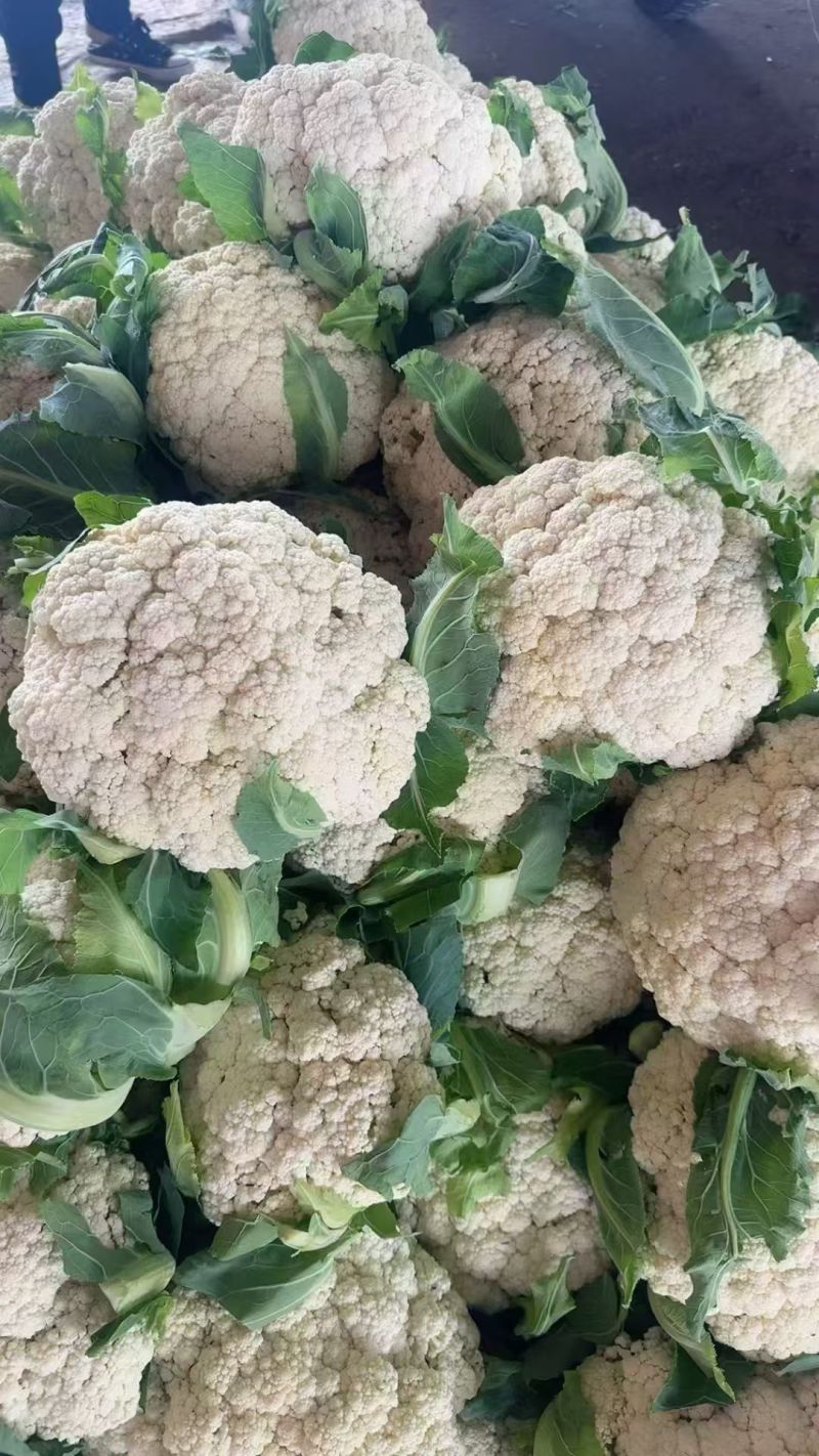 河南白面青梗松花菜新鲜现砍产地直供量大批发代收