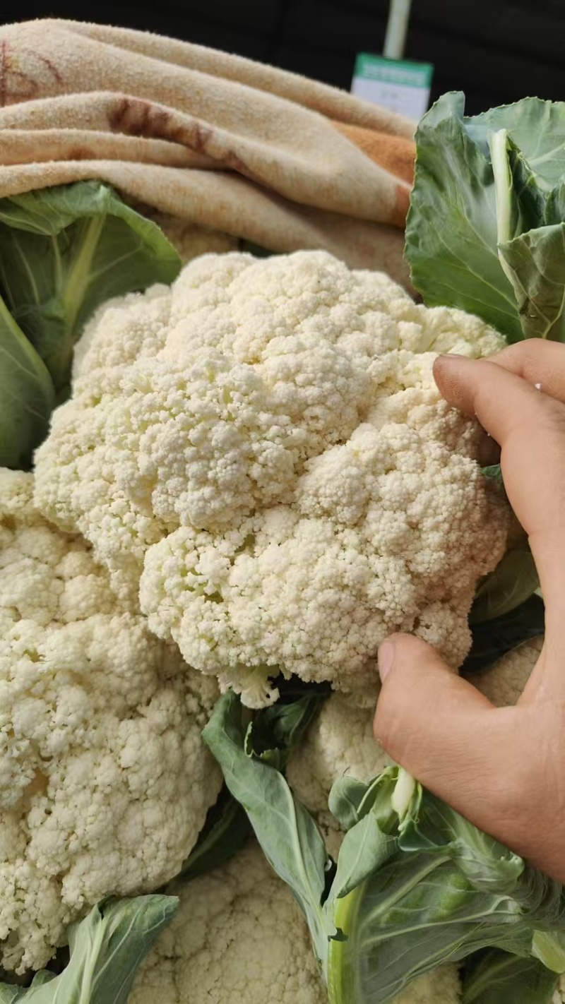 河南白面青梗松花菜新鲜现砍产地直供量大批发代收