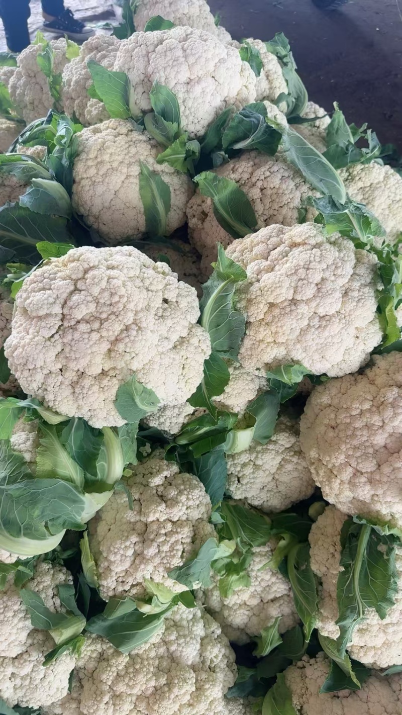 河南白面青梗松花菜新鲜现砍产地直供量大批发代收