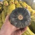 爆粉贝贝
