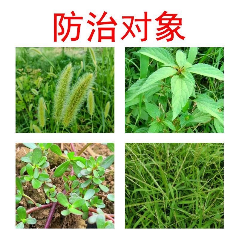 大蒜姜田苗前除草剂50%乙氧异甲戊乙氧氟草醚异丙甲草胺二