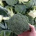 河南新鲜西兰花现采现发产地直供量大质优批发代办