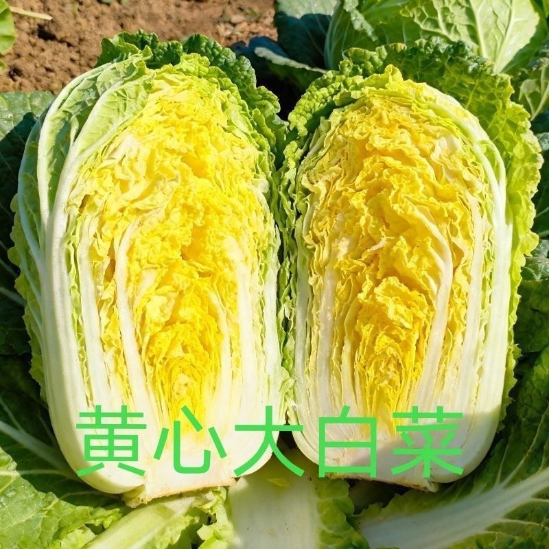 河南黄心大白菜新鲜现砍产地直批量大质优常年批发