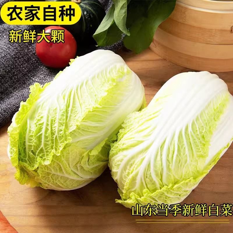 河南黄心大白菜新鲜现砍产地直批量大质优常年批发