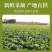 河南黄心大白菜新鲜现砍产地直批量大质优常年批发