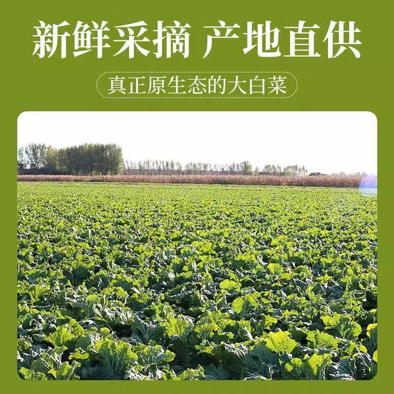河南黄心大白菜新鲜现砍产地直批量大质优常年批发