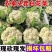 山东郯城花菜，精品菜花。现货现摘，大量有货
