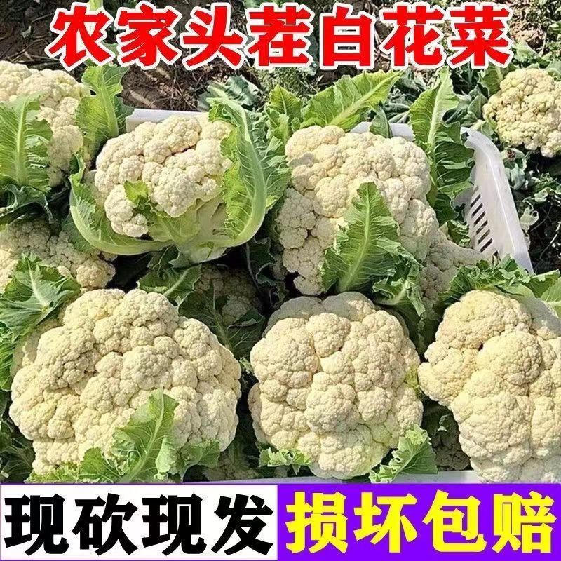 山东郯城花菜，精品菜花。现货现摘，大量有货
