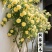 爬藤木香花