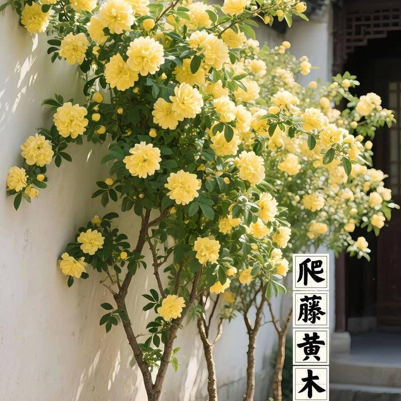 爬藤木香花