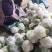 正品保障菜花长期供应价格美丽