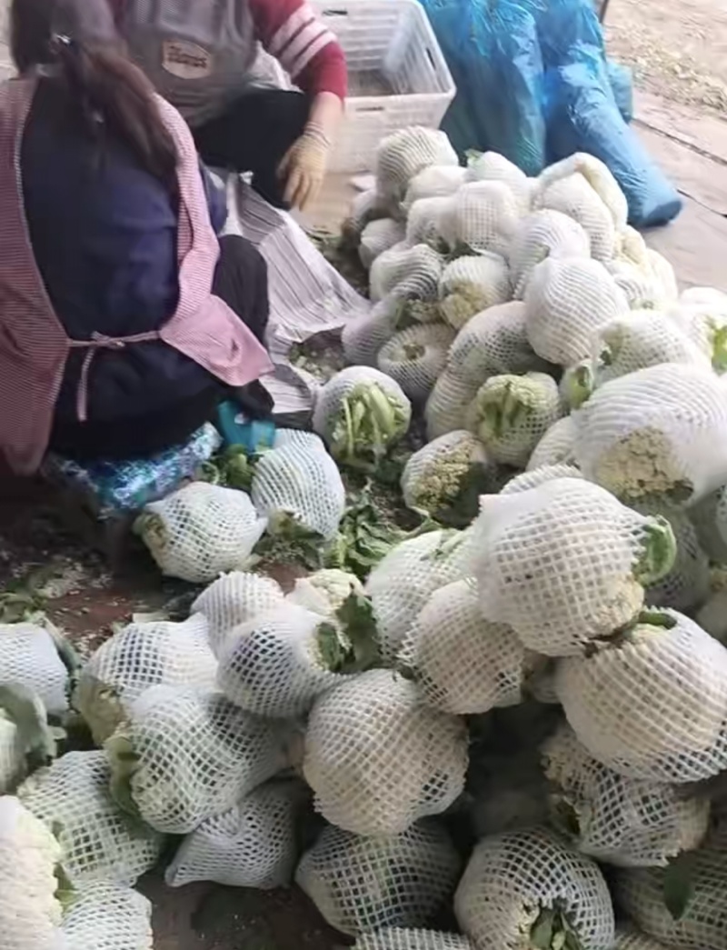 正品保障菜花长期供应价格美丽