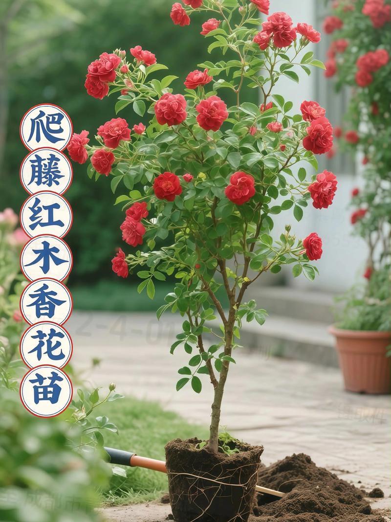 爬藤木香花