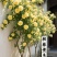 爬藤木香花