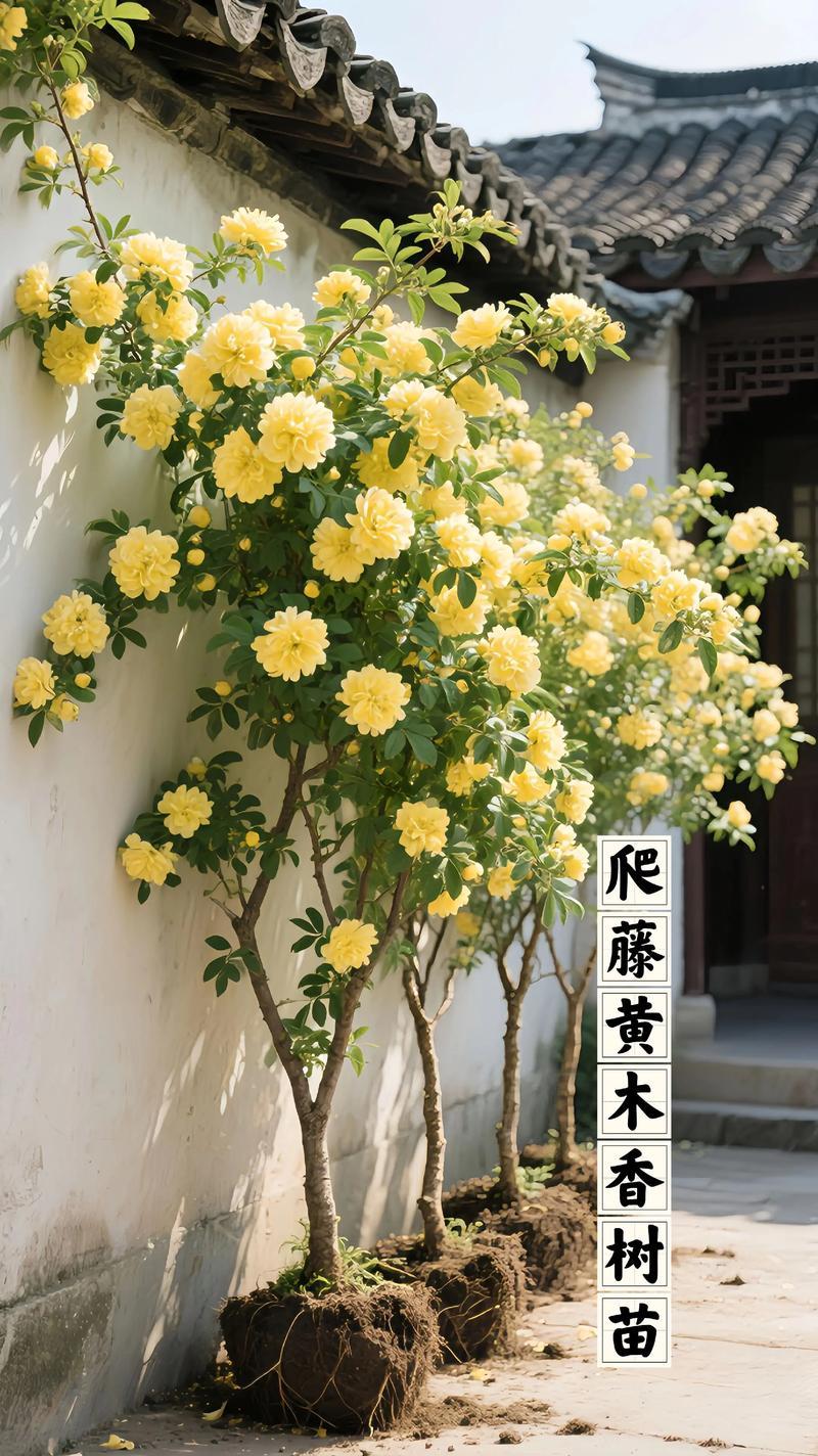 爬藤木香花